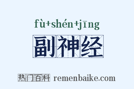副神经是什么意思的图片